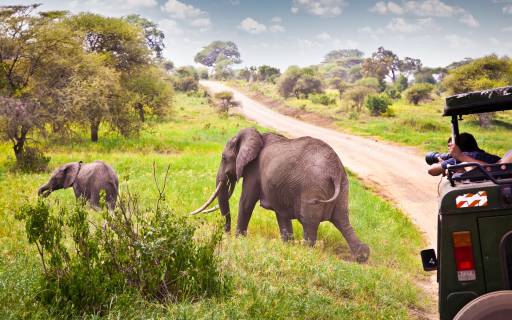 8 of the best safari destinations in africa