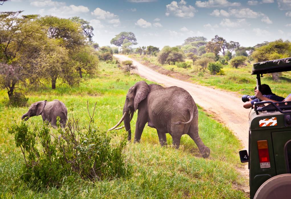 8 of the best safari destinations in africa