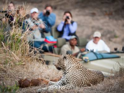 Safari