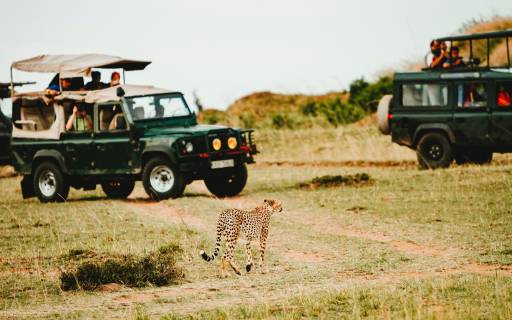 All You Need To Know About African Safari Hunting