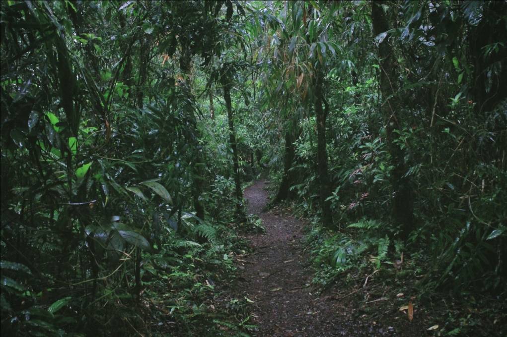 Rainforest adventures in Costa Rica