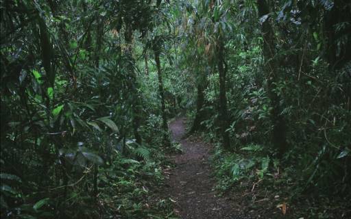 Rainforest adventures in Costa Rica