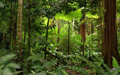 top tips for a rainforest tour