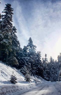 Greece, Central Greece, Fokida, Parnassos
