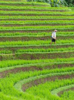 Indonesia, Bali, Tabanan