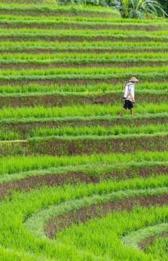 Indonesia, Bali, Tabanan