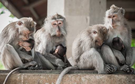 Secret Monkey Forest in Ubud, Bali