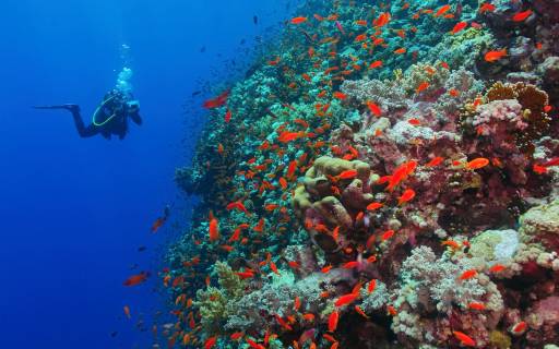 Zanzibar Diving and Snorkelling in the Indian Ocean