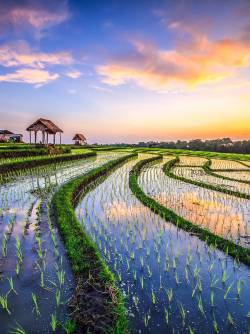 Indonesia, Bali, Canggu