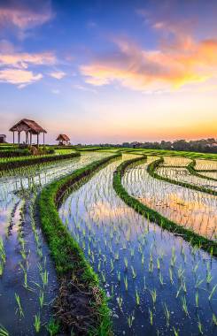 Indonesia, Bali, Canggu