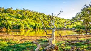 MADIKWE GAME RESERVE