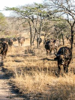 South Africa, Thornybush Game Reserve