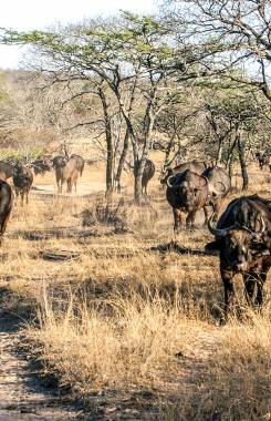 Sudáfrica, Thornybush Game Reserve