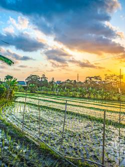 Indonesia, Bali, Umalas