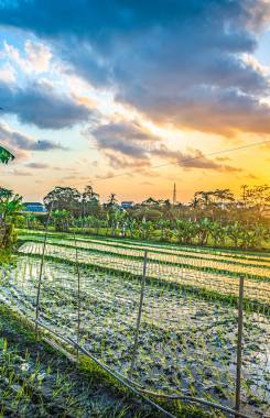 Indonesia, Bali, Umalas