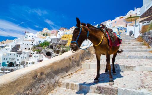 Santorini donkey ride