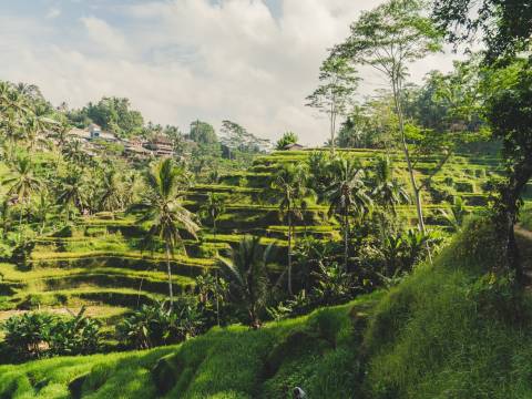 Landscape of Ubud