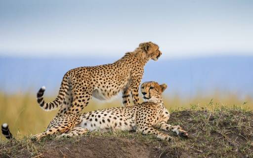 Maasai Mara National Reserve, Kenya