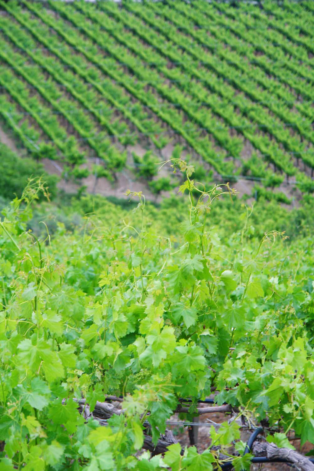 Villa Magdalena Sicily - Италия, Сицилия, Ачиреале